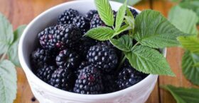 Receita de Brigadeiro de Amora, Maçã e Castanha de Caju