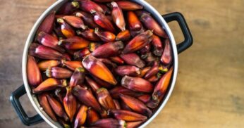 Pinhão Alho e Missô Totalmente Vegano